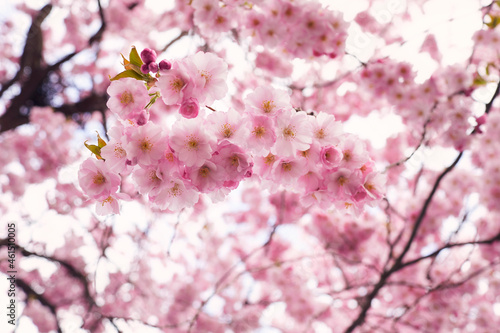 Low angle view of cherry blossoms