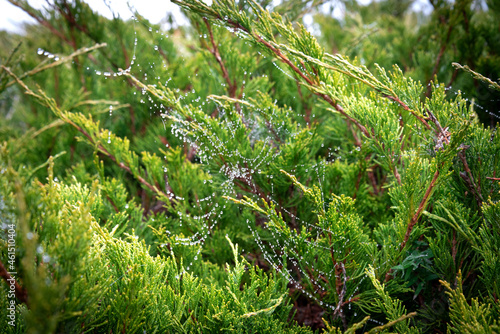 Spider web on a juniper bush with frozen water droplets