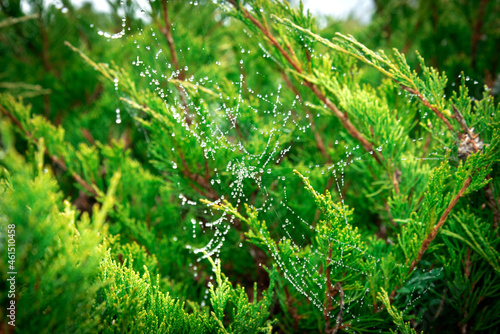 Spider web on a juniper bush with frozen water droplets
