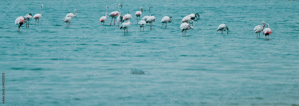 Group of flamingo birds in water on wild