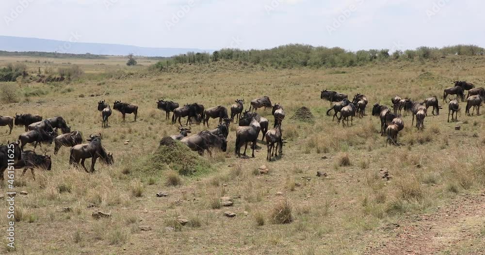 a group of wildebeest are walking in the savannah a group of wildebeest are walking in the savannah