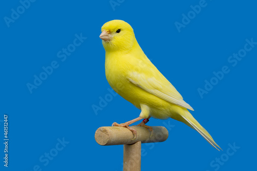 Yellow canary bird perched in softbox photo