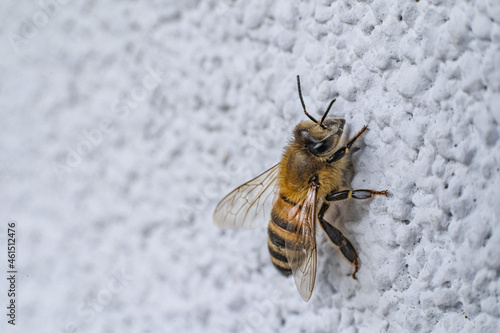 Odpoczywająca pszczoła.