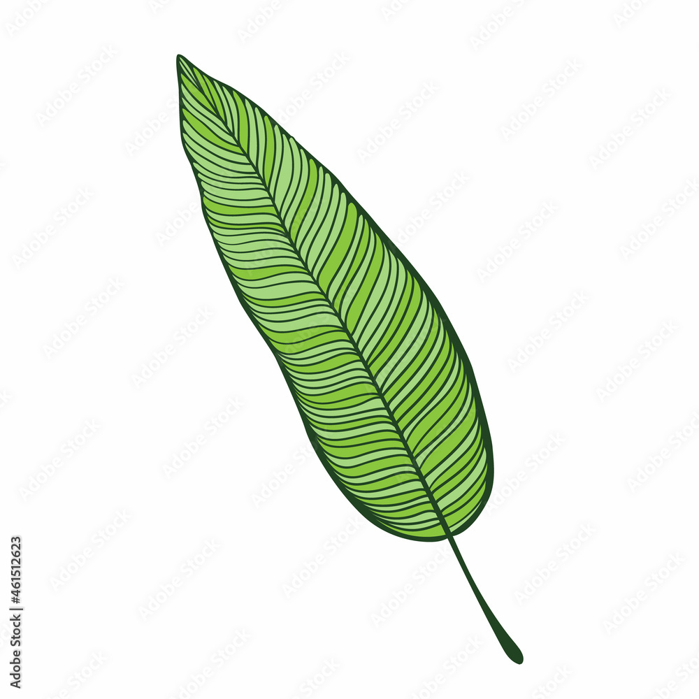 Obraz premium hand drawn tropical banana leaf. Flat style illustration