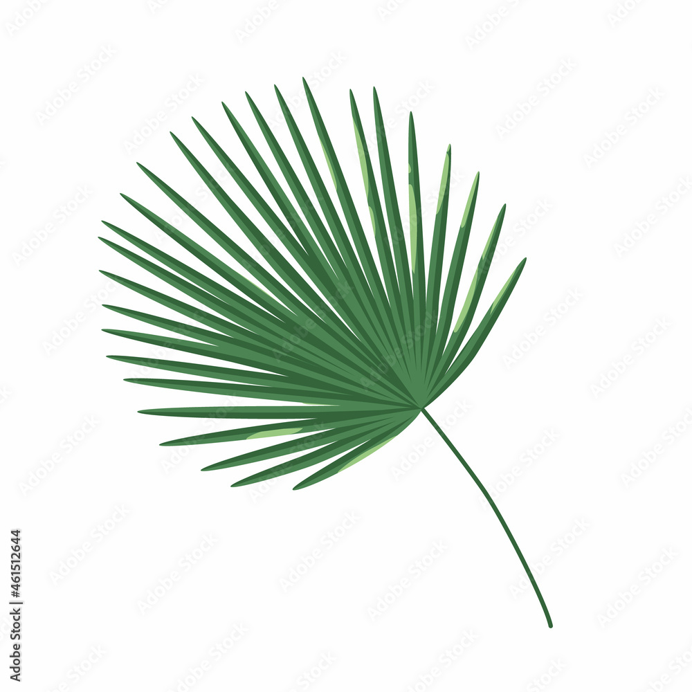 Fototapeta premium Palm Leaf