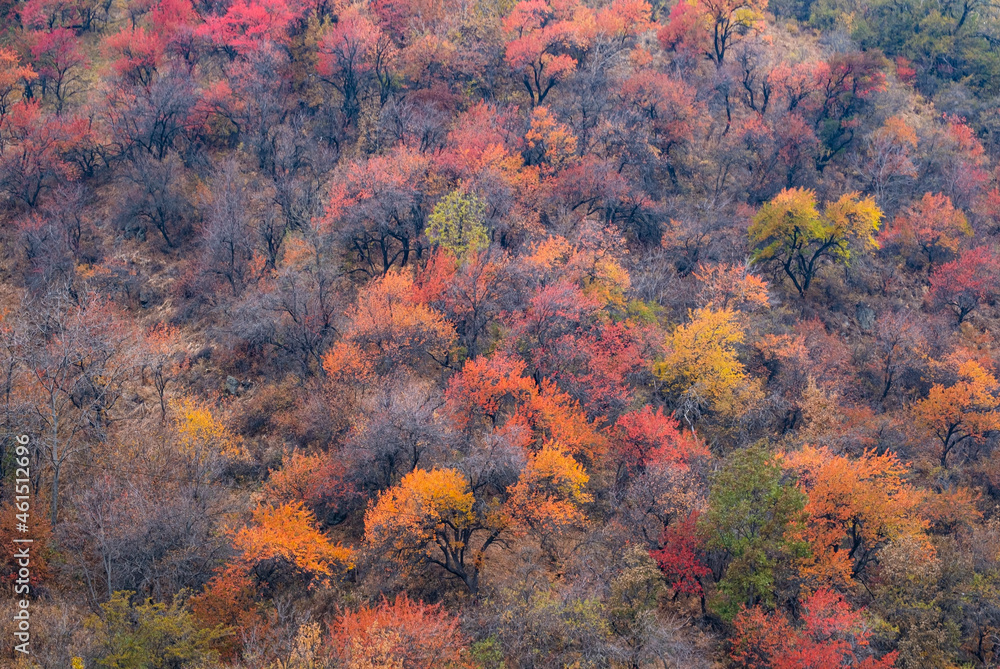 Autumn landscape in the mountains. Different colors of foliage in autumn Autumn landscape in the mountains. Different colors of foliage in autumn