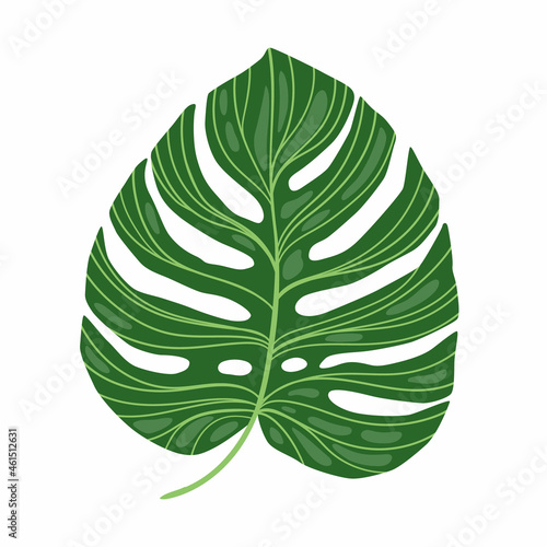 Green Monstera leaf isolated on white background