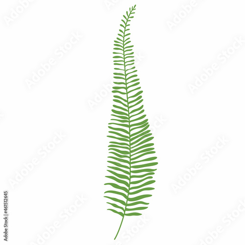 fern leaf illustration