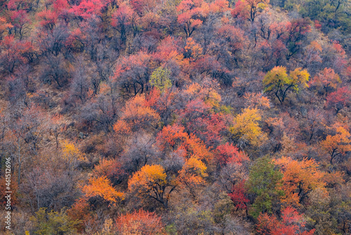 Autumn landscape in the mountains. Different colors of foliage in autumn