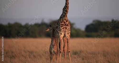 giraffes hug each other in the savannah