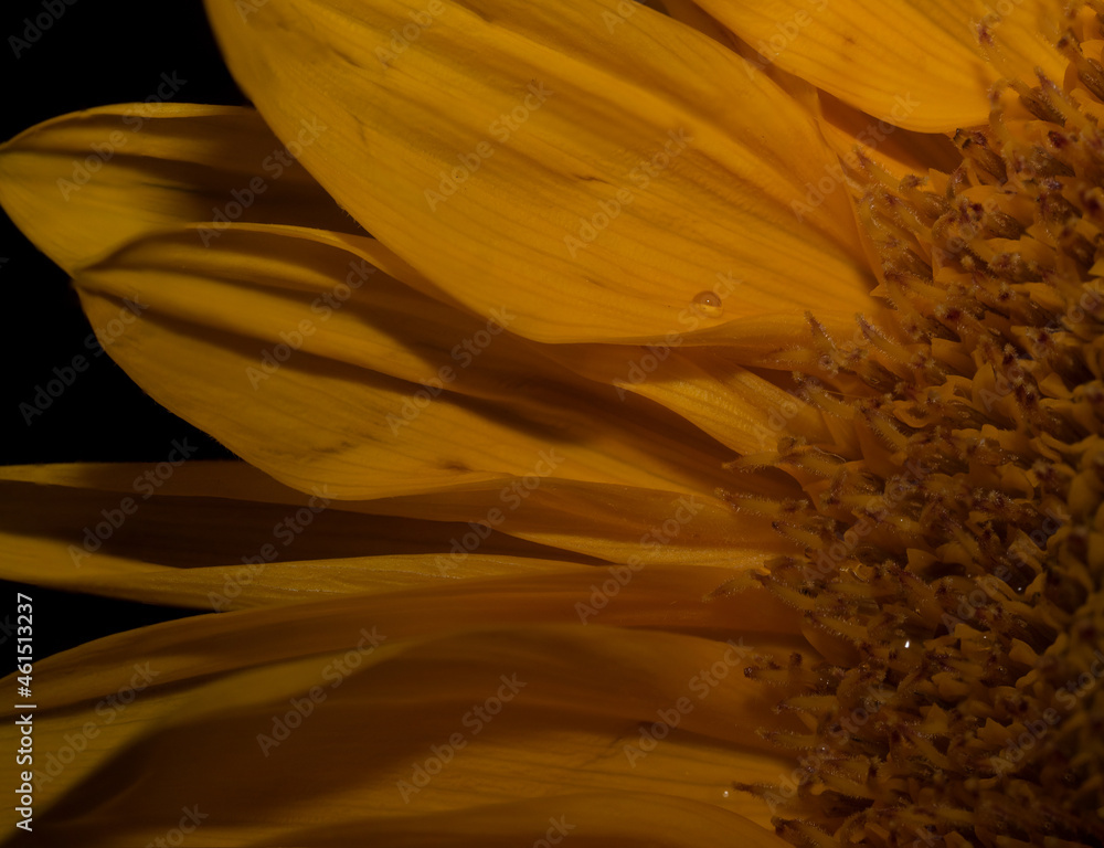 Obraz premium Sunflower