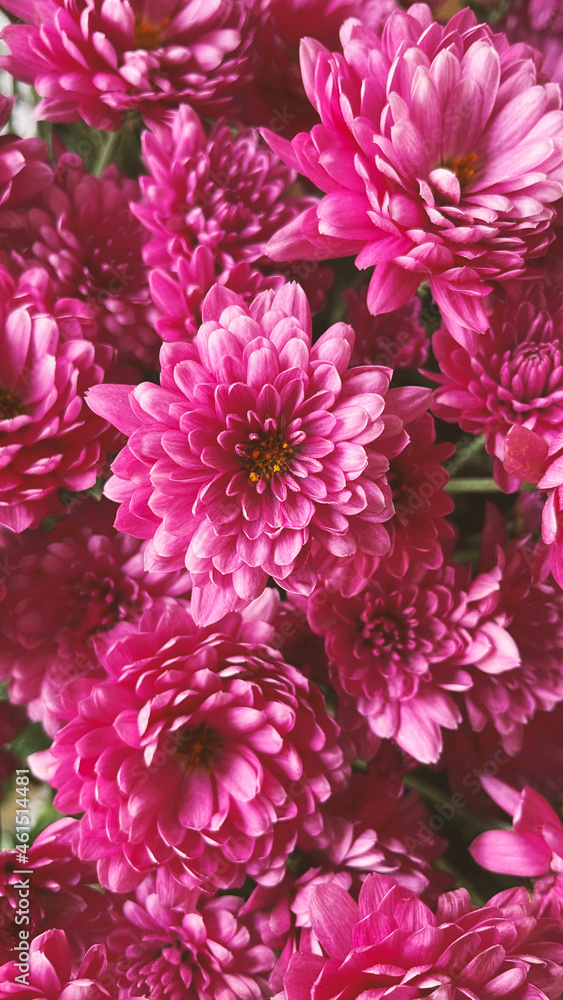 pink chrysanthemum flowers