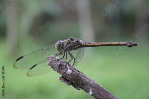 close up of a dragonfly