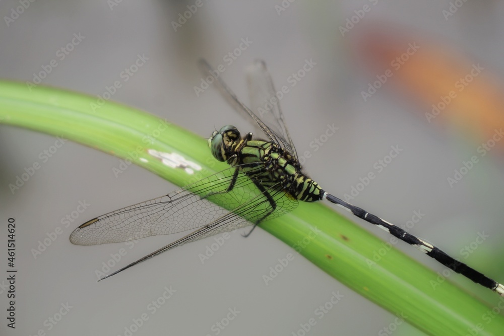 dragonfly on a leaf dragonfly on a leaf