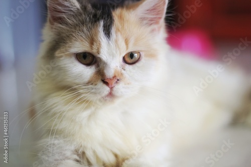 portrait of a cat with eyes