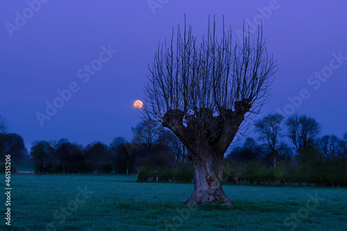 Pollarded willow in the early morning. The full moon provides cool light in the sky. photo