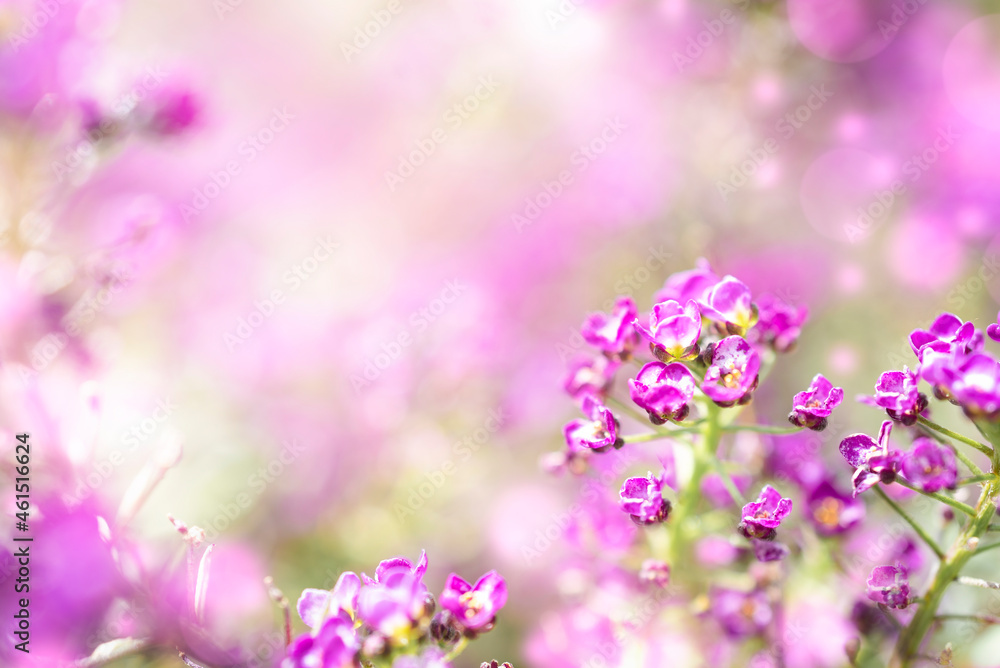 Fototapeta premium Blurred beautiful magic floral pink background with copy space