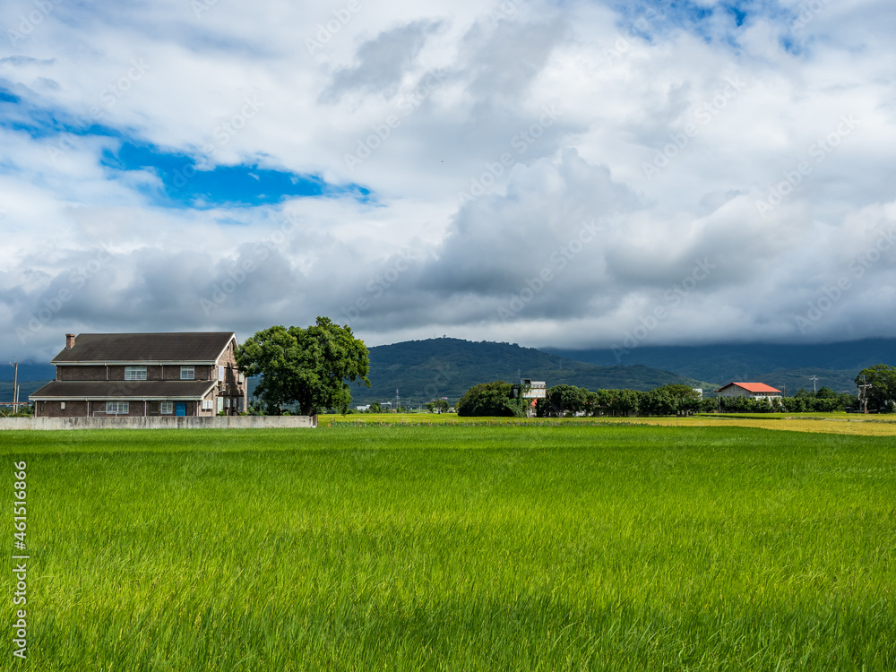 Green rice fields,white clouds, mountains in Hualien, Taiwan.