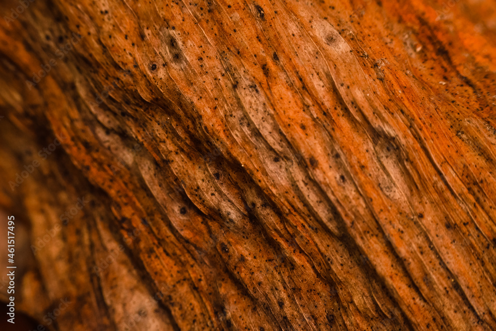 bark of a tree bark of a tree