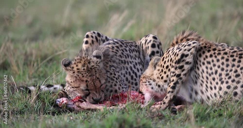cheetahs eat a gazelle in the savannah photo