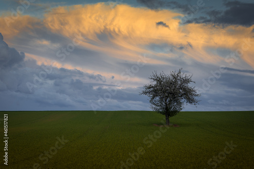 Baum mit Wolken