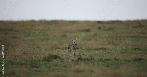 a cheetah walks in the savannah