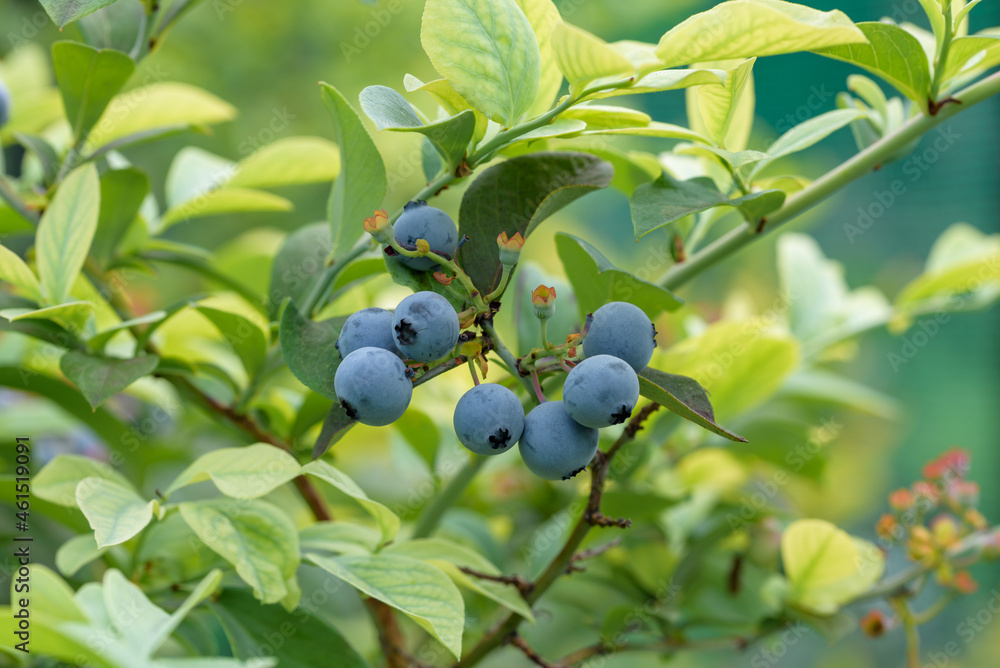 Ripe blueberry fruits, on the tree Ripe blueberry fruits, on the tree