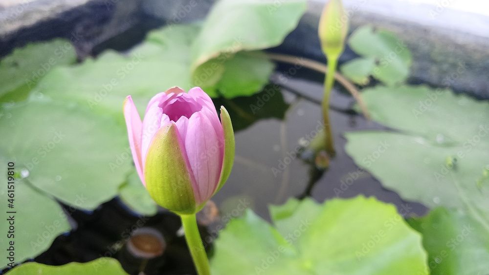 photo of lotus flower in bud in stone pot photo of lotus flower in bud in stone pot