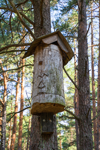 Traditional hive, a chamber hollowed out for bee breeding purposes, inside a tree trunk photo