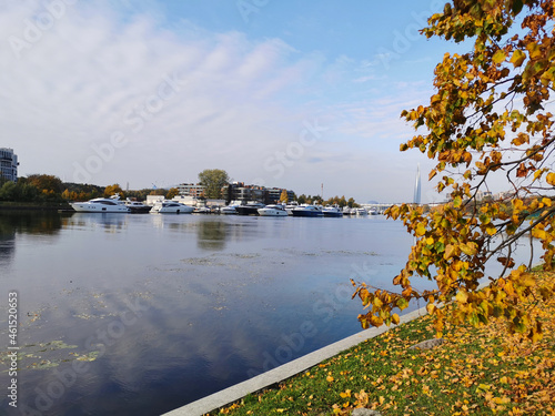 Branches of a tree growing in a park on the river bank, with yellow leaves, a yacht parking lot on the river. © Elena