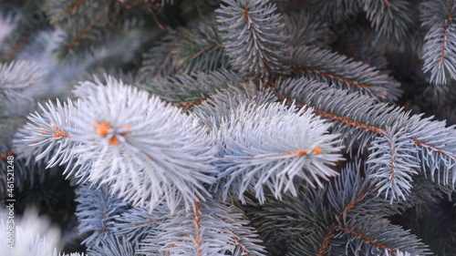 Valokuva Green prickly branches of a fur-tree or pine