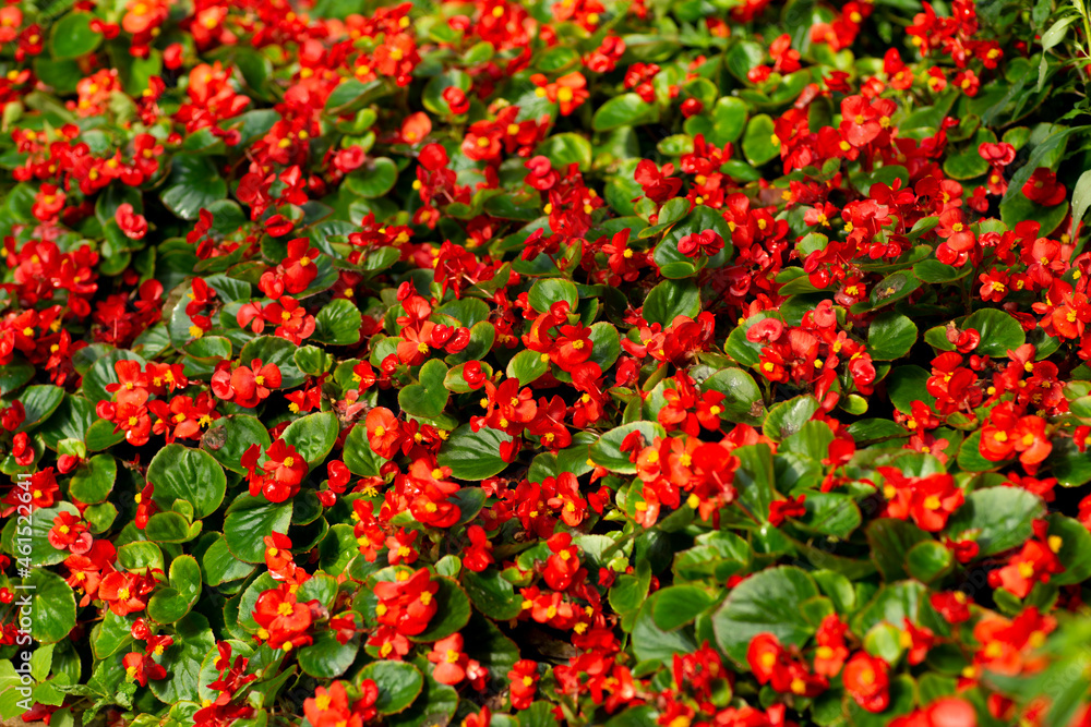 Plot of red begonias