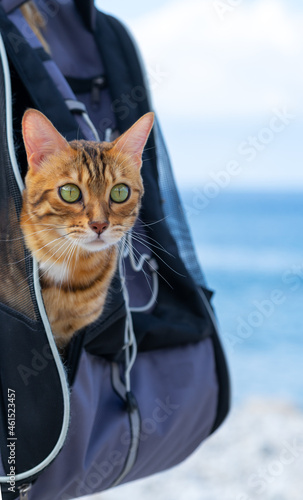The cat looks out of its carrier backpack. photo