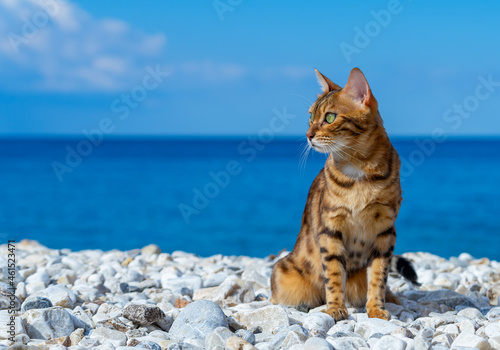 The cat is sitting on a rocky beach.
