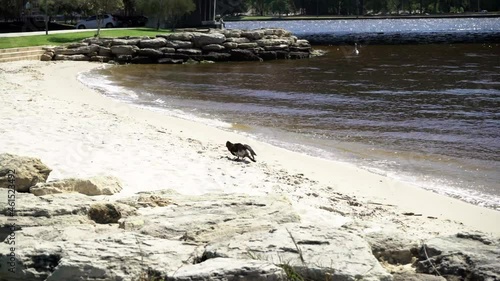 native and exotic birds active on the South Perth shore