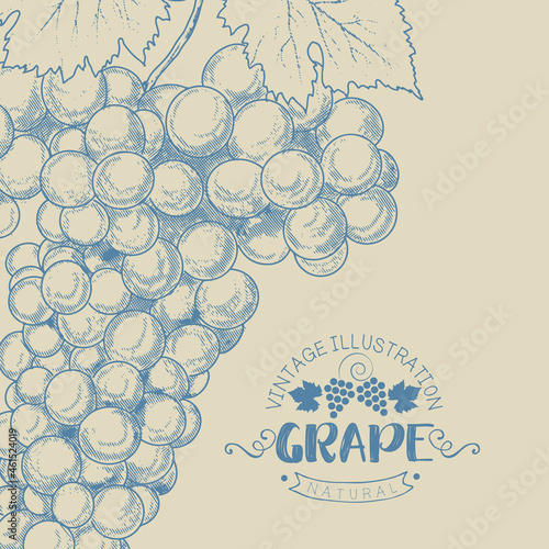 Grape wine, grapes and vines - vector engraved illustration. Vintage bunch of grapes