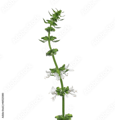 Fresh basil flower with green leaves isolated on white