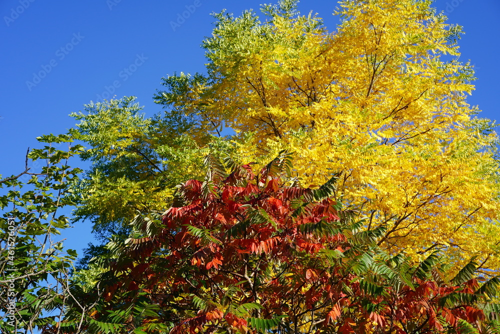 Bunte, sonnige Laubbäume im Herbst bei blauem Himmel Bunte, sonnige Laubbäume im Herbst bei blauem Himmel