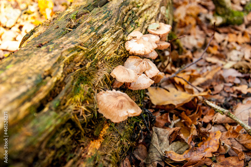 Autumn fungus