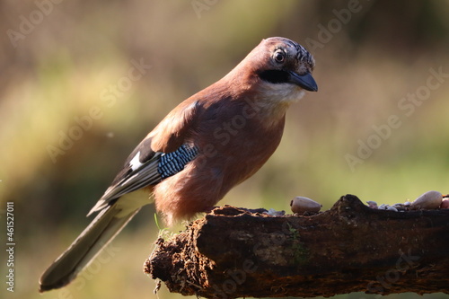 Eurasian jay 