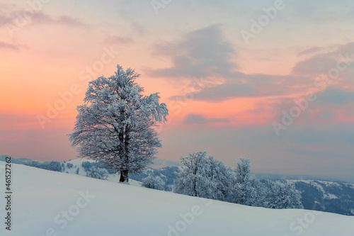 Amazing winter landscape with a lonely snowy tree on a mountains valley. Pink sunrise sky glowing on background. Landscape photography