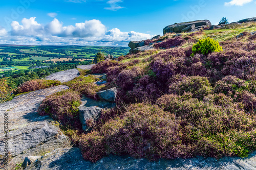 A view of purple heathers on the summit of Ilkley moor above the town of Ilkley Yorkshire, UK in summertime photo