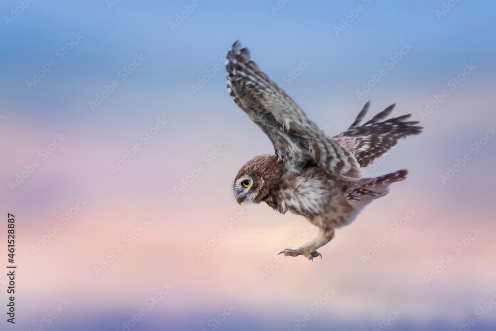 Fototapeta premium Flying owl. Nature background. Little Owl. Athene noctua.