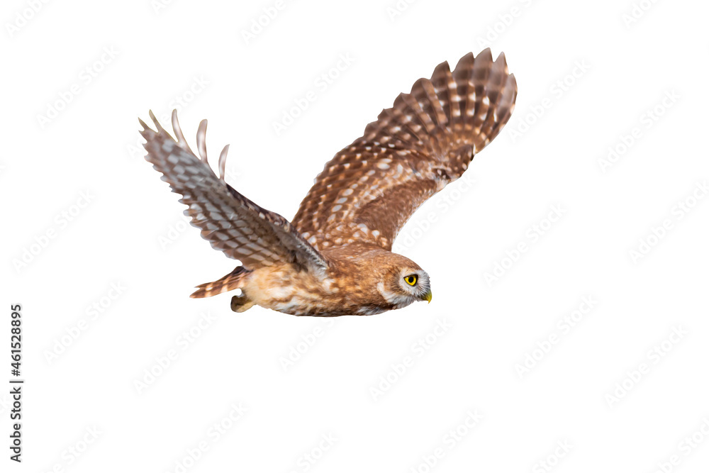 Fototapeta premium Flying owl. Nature background. Little Owl. Athene noctua.