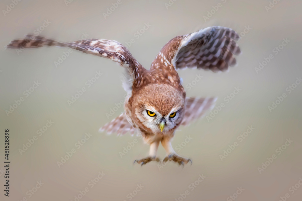 Fototapeta premium Flying owl. Nature background. Little Owl. Athene noctua.