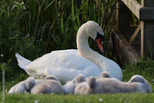 Swan and babies