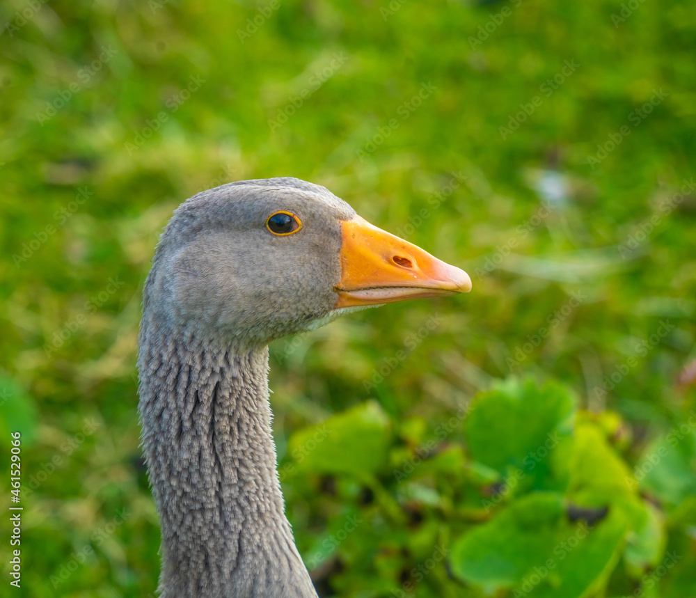 An astonishing number of wild greylag geese make the Faroe Islands their home in the summer. An astonishing number of wild greylag geese make the Faroe Islands their home in the summer.