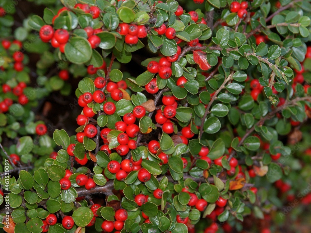 Obraz premium red berries on cotoneaster horizontalis bush
