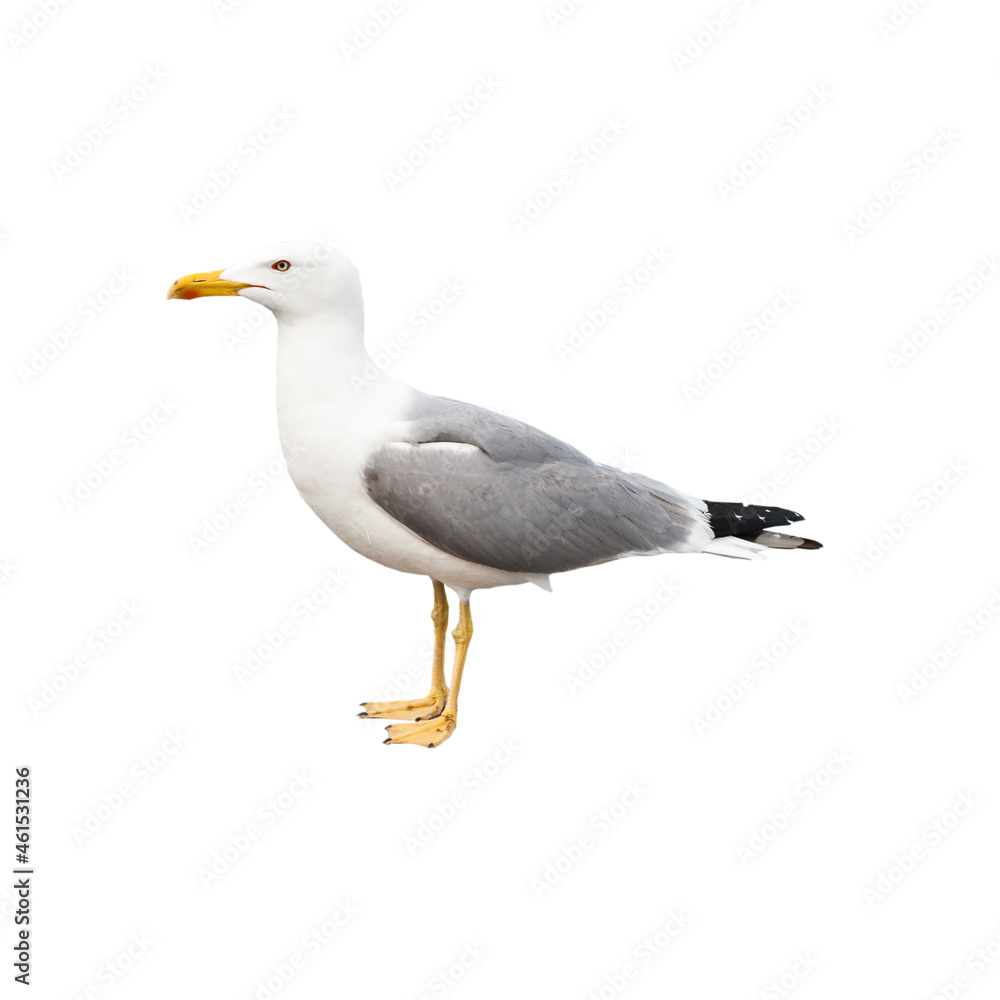 Obraz premium Seagull, isolated on white background