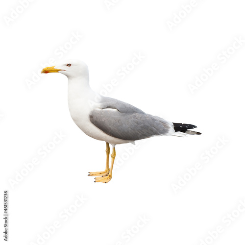 Seagull, isolated on white background © E.O.